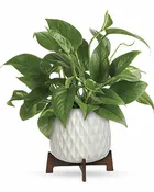 Teleflora's Lush Leaves