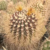 Acanthocalycium spiniflorum   #3.5
