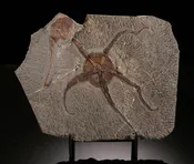 "Brittle" Starfish & Dendrocystites Fossil Plate (w/ stand)