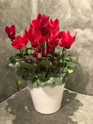 Bloomtime