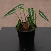 Alocasia 'Bambino'