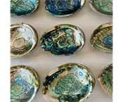 Abalone Shell