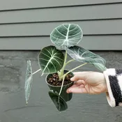 Alocasia reginula 'Black Velvet'