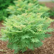 Mr. Mustard® False Spiraea