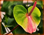 Anthurium Green Amanda