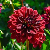 Arabian Night Dahlia