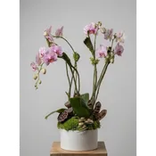 4 Stem Medium Orchid Garden - $200 — Village Green Flowers & Gifts
