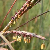 Bouteloua curtipendula<br>Side Oats Grama