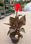 10" Canna Lily