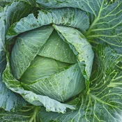 Cabbage, Early