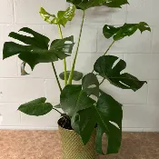 Monstera Plant