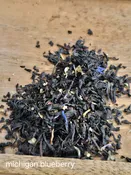 Michigan Blueberry — White Pine and Petals  Flowers, Weddings, Plants and Gifts Roscommon Higgins Lake