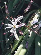 Chlorogalum pomeridianum, Amole, Soap Plant