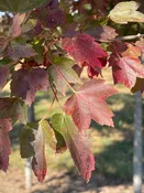 Acer rubrum 'Brandywine' ~ Brandywine Red Maple