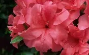 AZALEA ENCORE  AUTUMN PRINCESS (3 GALLON) azalea x ‘encore’