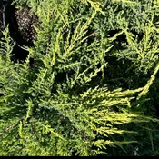 Daubs Frosted Juniper (5gal)