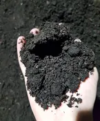 Mushroom Compost- Bulk