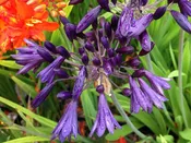 Agapanthus 'Mood Indigo'