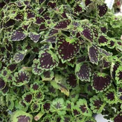 ColorBlaze® Chocolate Drop Coleus
