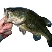 3-4″ LARGEMOUTH BASS FISH, EA