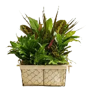 Dish Garden