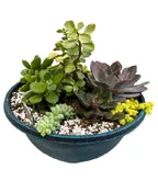 12" SUCCULENT BOWL