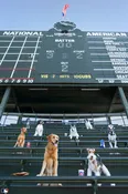 Bleacher Bums, Wrigley Field™, Chicago