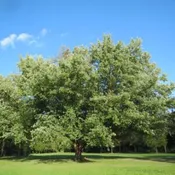 Acer saccharinum Seedling / Tubeling Ellepot