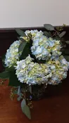 Fresh Cut Hydrangeas