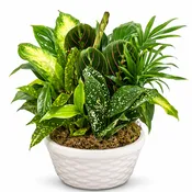 8" Dish Garden w/ceramic planter