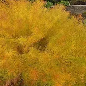 Amsonia x ‘Butterscotch’