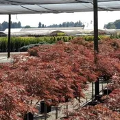 Acer palmatum var. dissectum ‘Red Dragon’  – Red Dragon Japanese Maple
