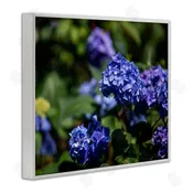 Aaron Matheson | Purple Hydrangea Photography Wall Art
