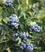 BLUE RIBBON BLUEBERRY