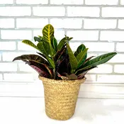 Croton Plant