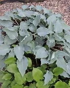 Alana's Laugh Hosta