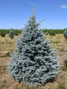 Baby Blue Eyes Spruce | Picea pungens 'Baby Blueyes' — Northwest Shade Trees