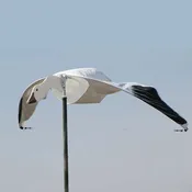 Cupped and Committed Snow goose single pack