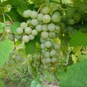 Aravelle Grapevine - (NY810315.17)