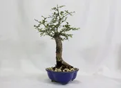Chinese Elm in a Blue Lotus Pot