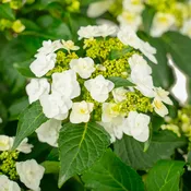 Wedding Gown Hydrangea