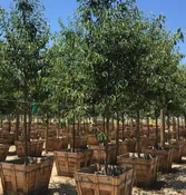 Aristocrat pear (Pyrus calleryana 'Aristocrat')