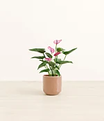 Anthurium Purple