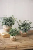 Artificial Eucalyptus Plants in Woven Pots-Medium