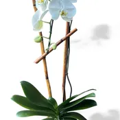 Single Phalaenopsis