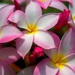 Plumeria