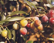 Arbequina