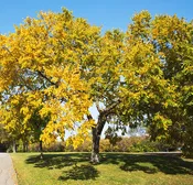 Accolade® Elm