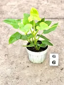6″ Philodendron Aurea “Golden Violin”