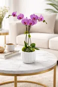 Mother’s Day Double Orchid & Succulent Gift